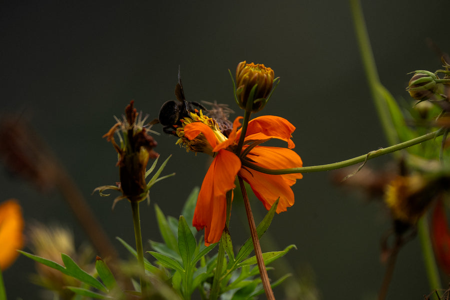 Bee pollinating an orange flower